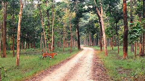 The Kalapahad tigress at Pench National Park