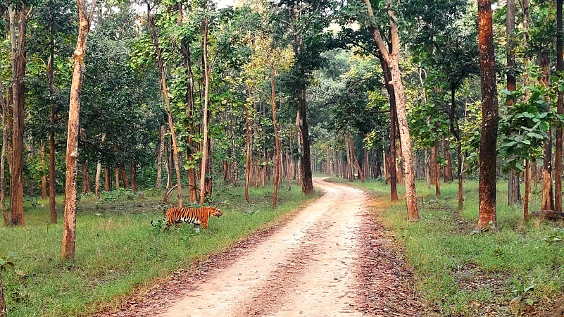 The Kalapahad tigress at Pench National Park