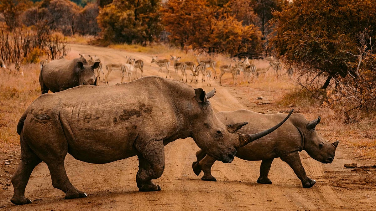 South Africas beautiful wildlife is yet another reason to visit