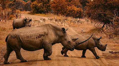 South Africa's beautiful wildlife is yet another reason to visit