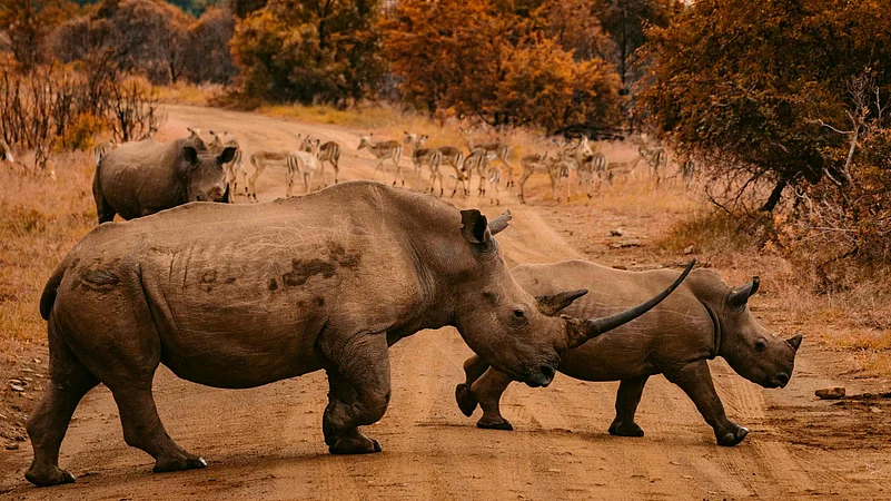 South Africas beautiful wildlife is yet another reason to visit