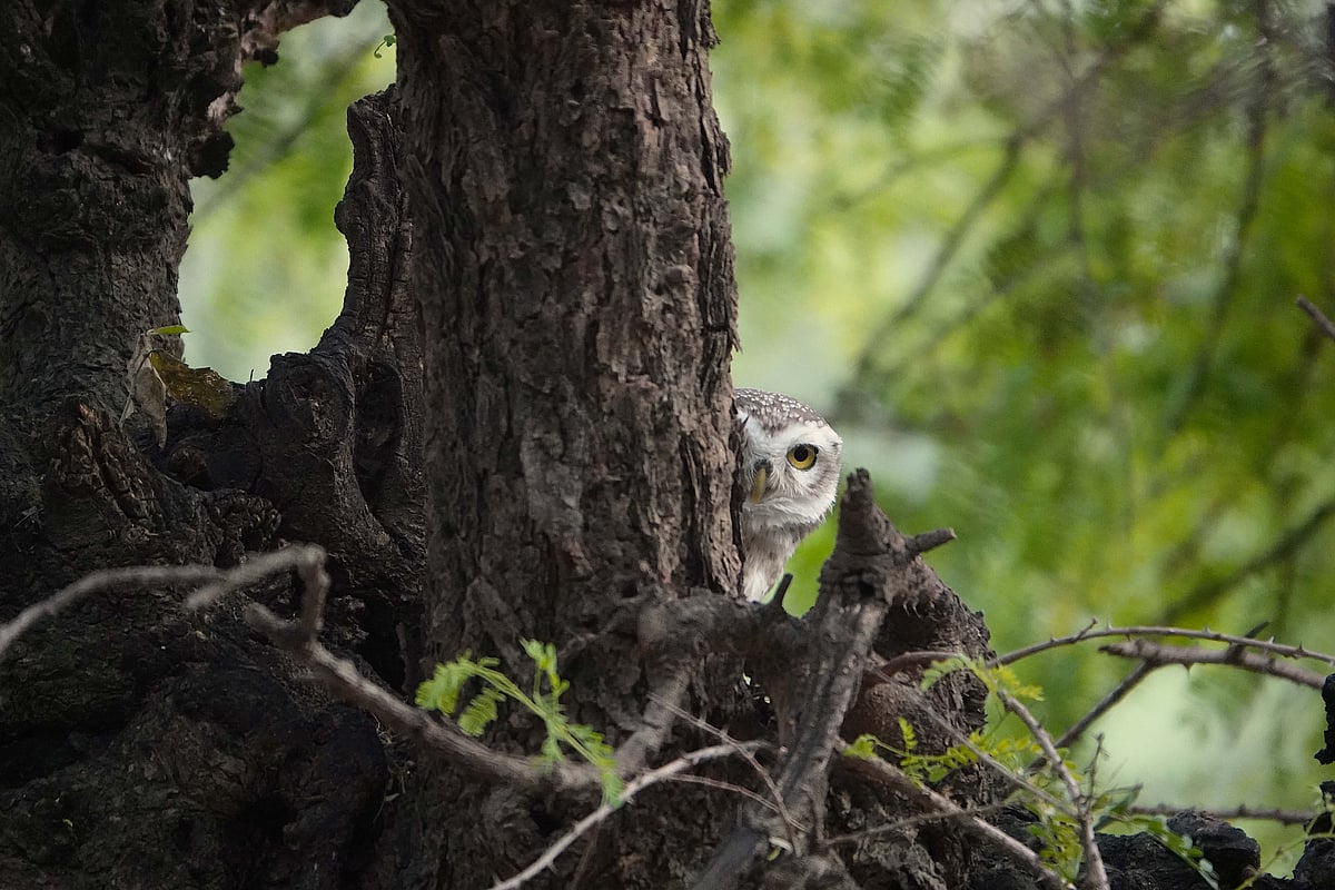 A curious Indian Spotted Owl