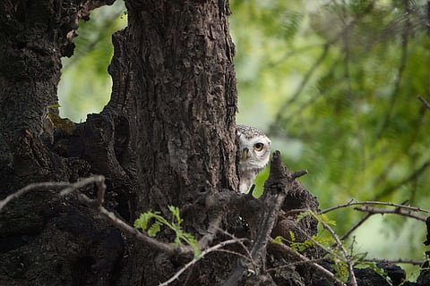 A curious Indian Spotted Owl