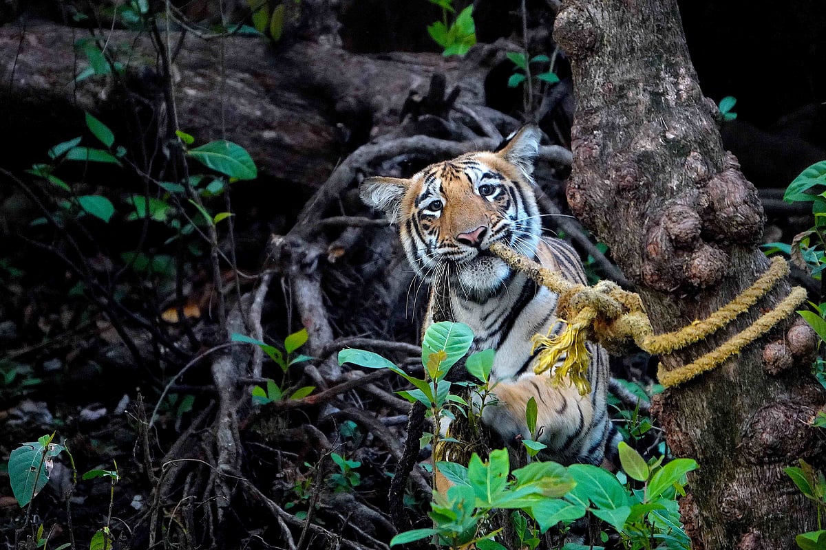 A Royal Bengal Tiger