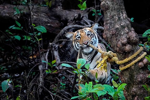 A Royal Bengal Tiger