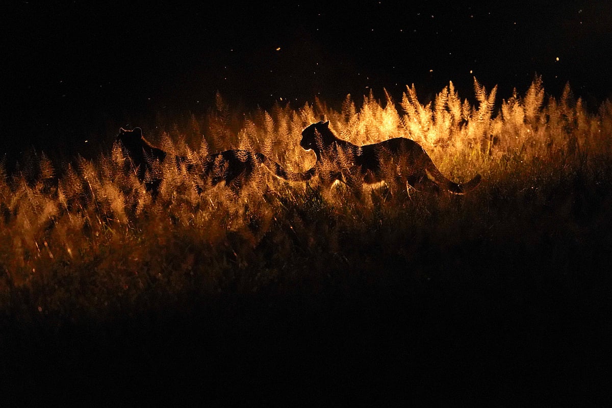 Cheetahs in their habitat in Africa