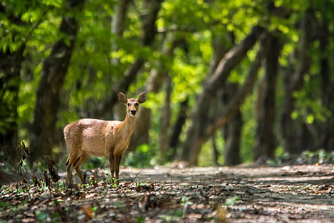 An Indian hog deer at Orang National Park