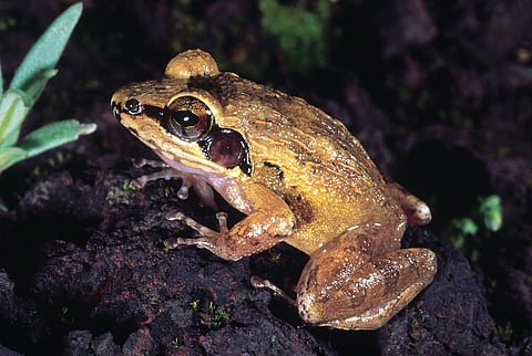 A frog at the Phansad Wildlife Sanctuary