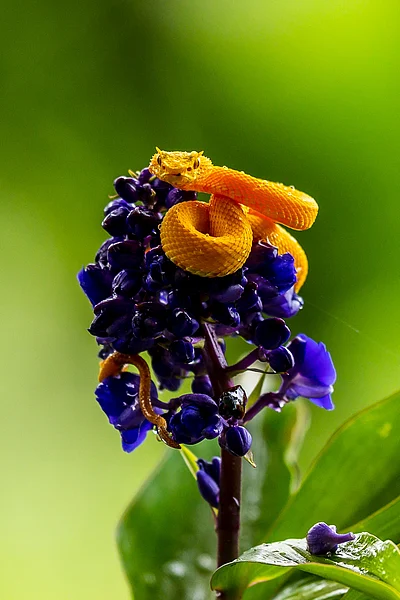 Shutterstock : Eyelash Palm Pit Viper