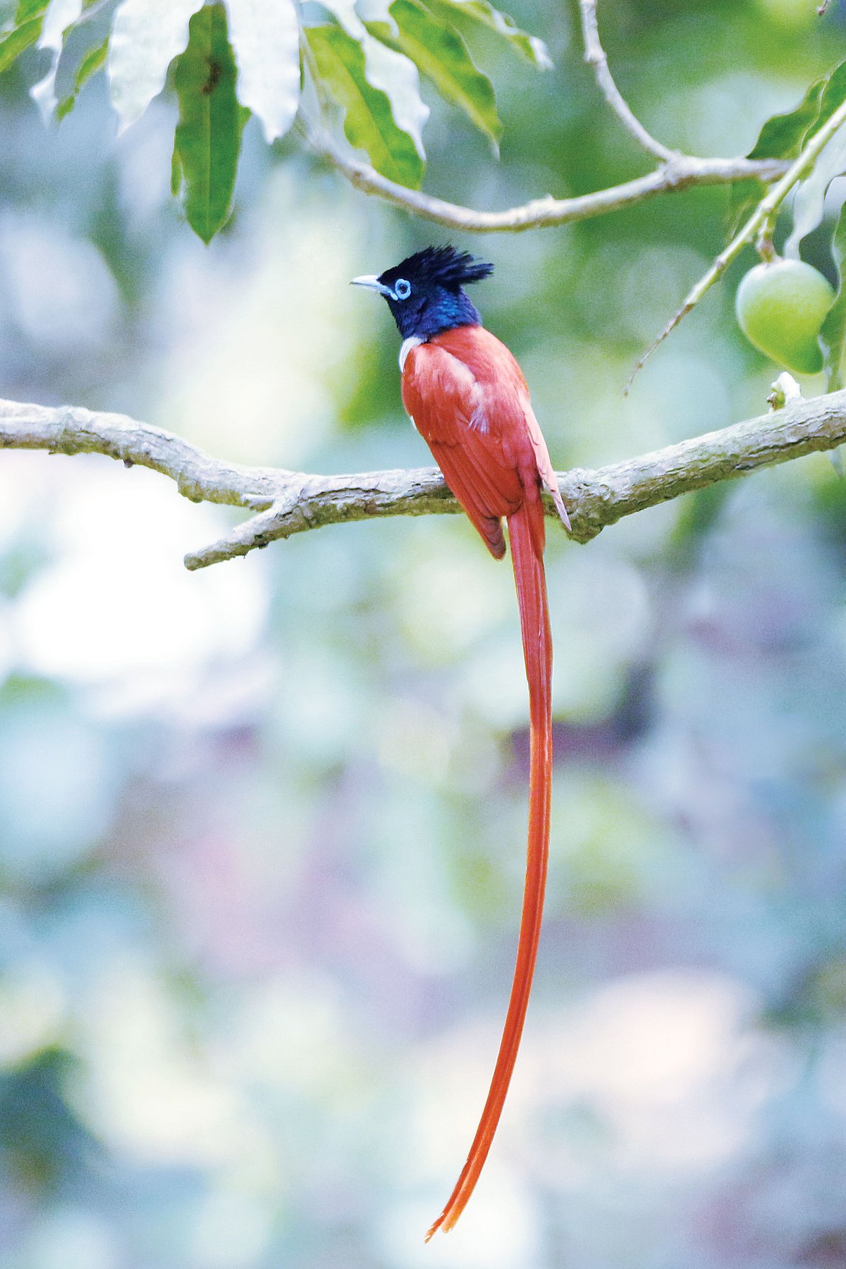 Shutterstock : Paradise Flycatcher