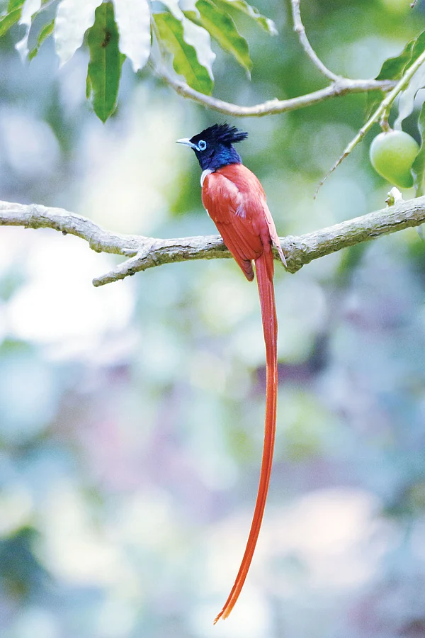 Shutterstock : Paradise Flycatcher