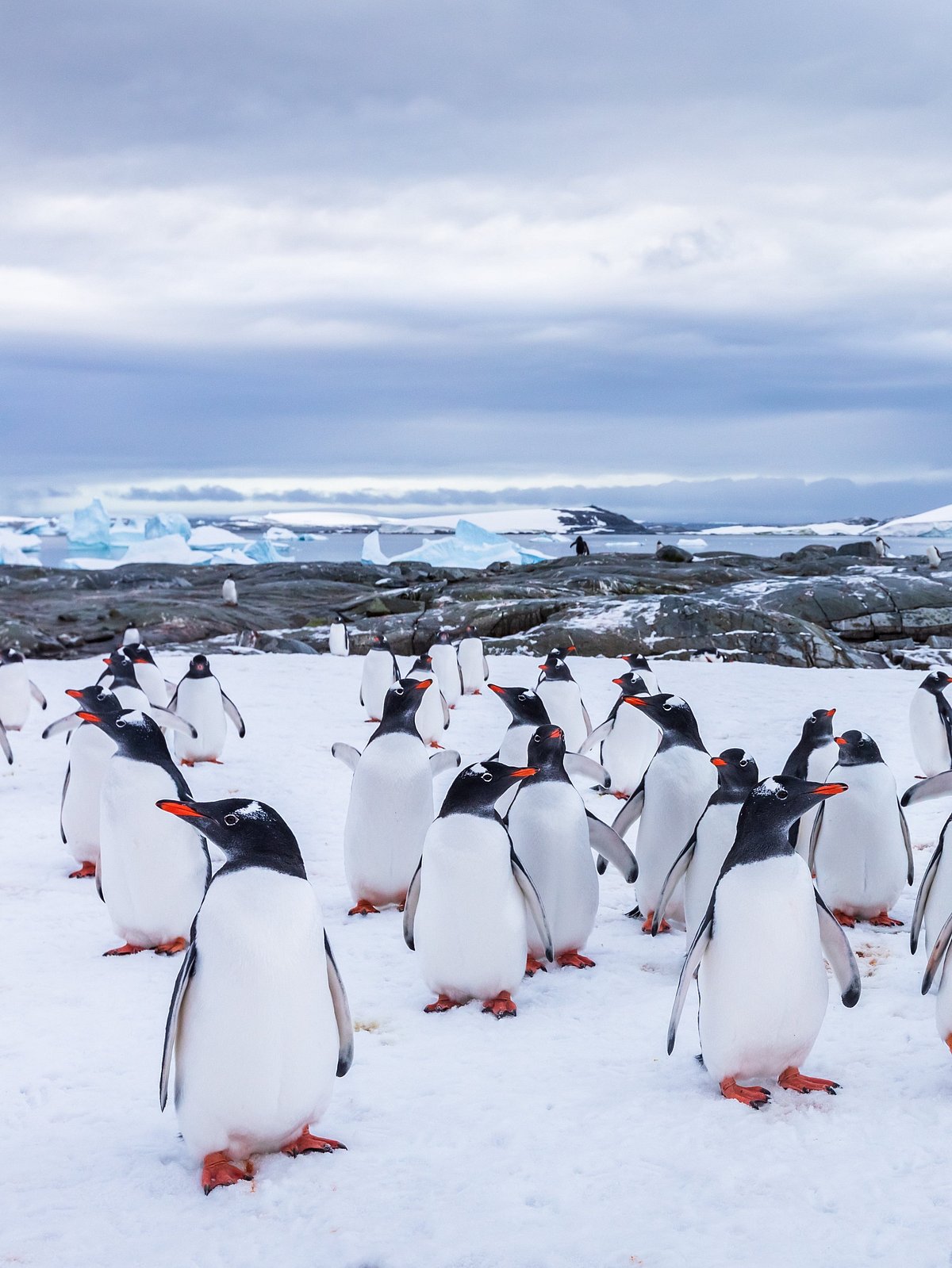 Shutterstock.com : Group of curious Gentoo Penguin