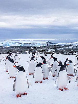 Shutterstock.com : Group of curious Gentoo Penguin