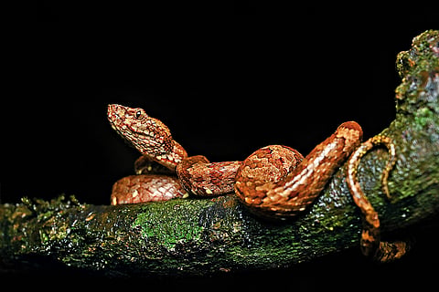 A snake in its natural habitat, undisturbed