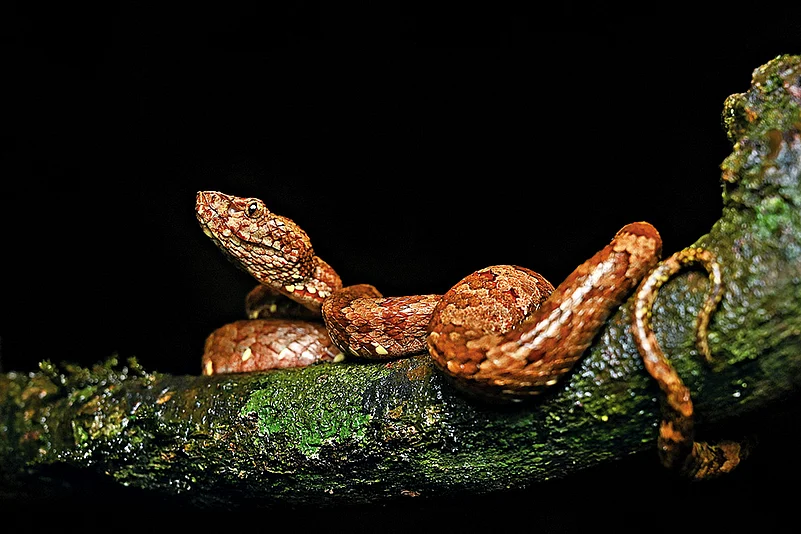 A snake in its natural habitat, undisturbed