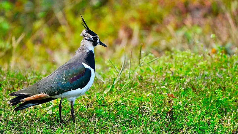 Ramsar protection ensures greater safety of flora and fauna