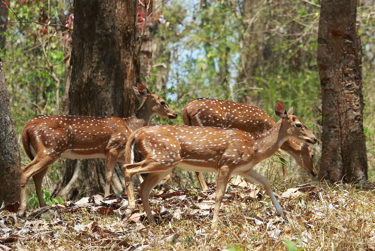A herd of spotted deer