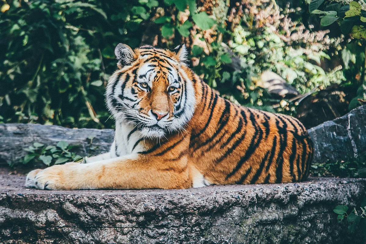 Unsplash