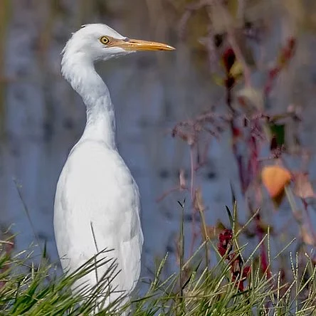 Cattle Egret standing beside a wetland pond