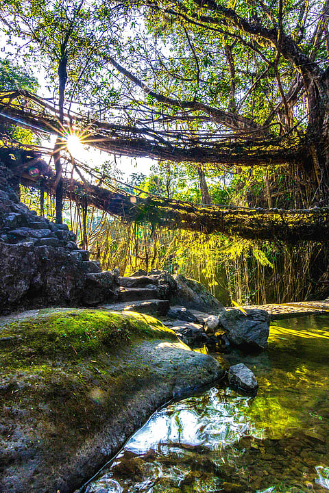 Double decker living root bridges