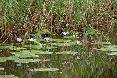 Water lilies