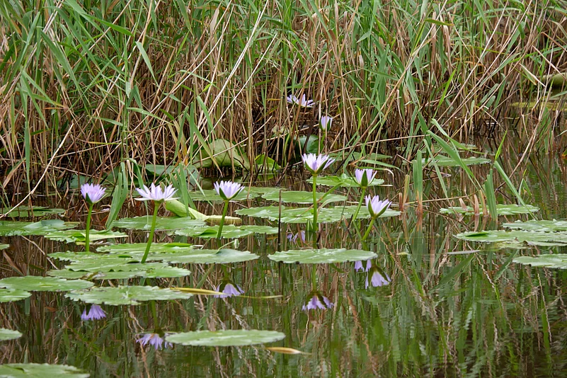 Water lilies