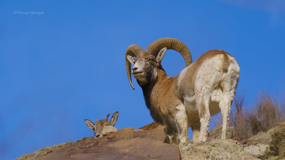 A male Urial