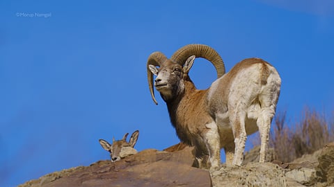 A male Urial