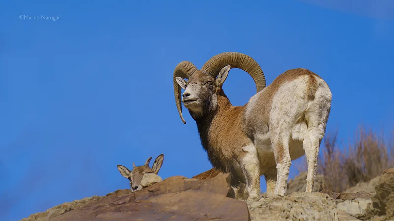 A male Urial