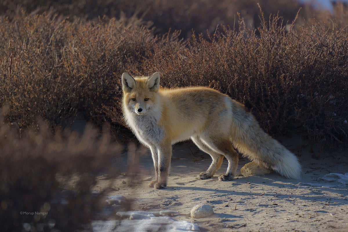A Red Fox