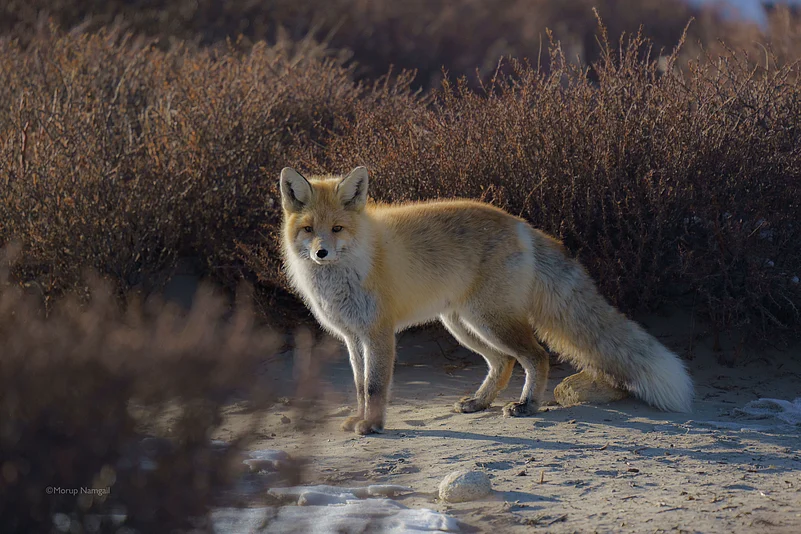 A Red Fox