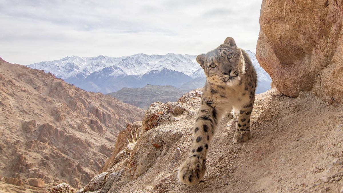 Morup Namgail : A close-up shot of a snow leopard (Panthera uncia)