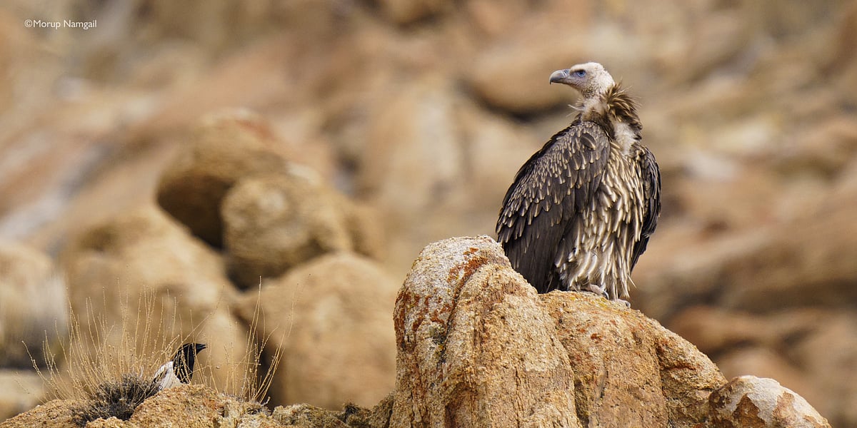 The Griffon Vulture
