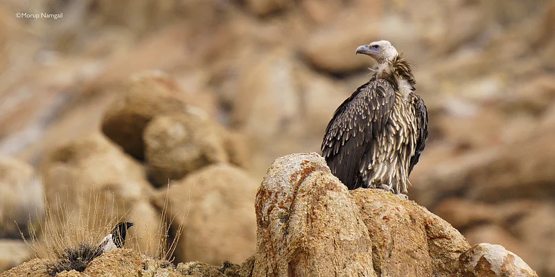 The Griffon Vulture