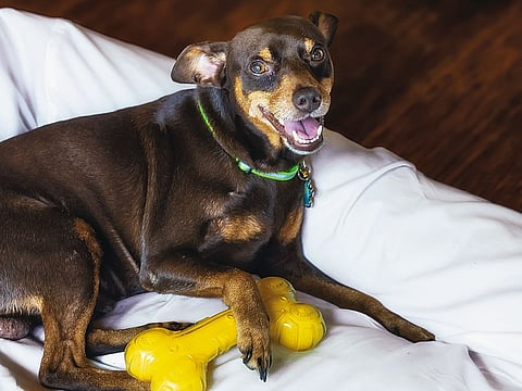 Pet amenities include beds, bowls, toys, and a dedicated menu