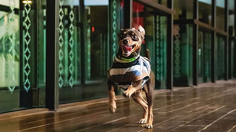 Novotel Goa Resort & Spa offers pet-friendly spaces, transfers, and vet assistance
