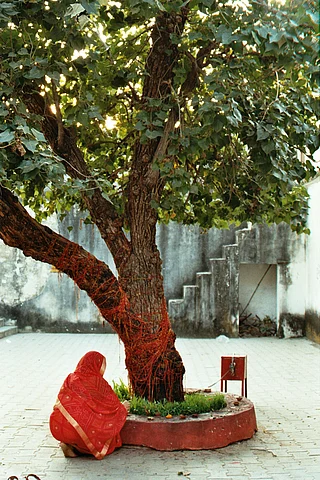 Unplash : 8 Sacred Groves In India Where Faith Helps Protect Nature