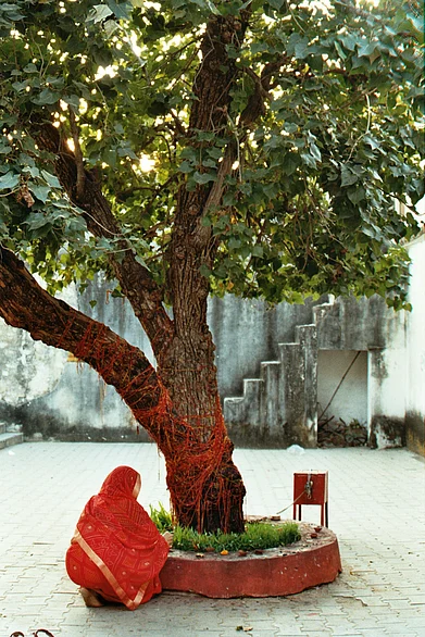 Unplash : 8 Sacred Groves In India Where Faith Helps Protect Nature