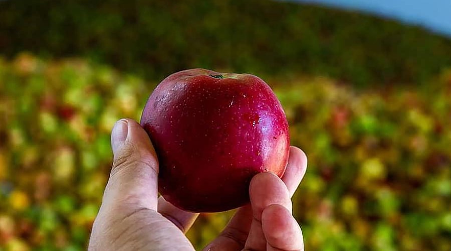 Apples are used to prepare traditional Asturian cider 