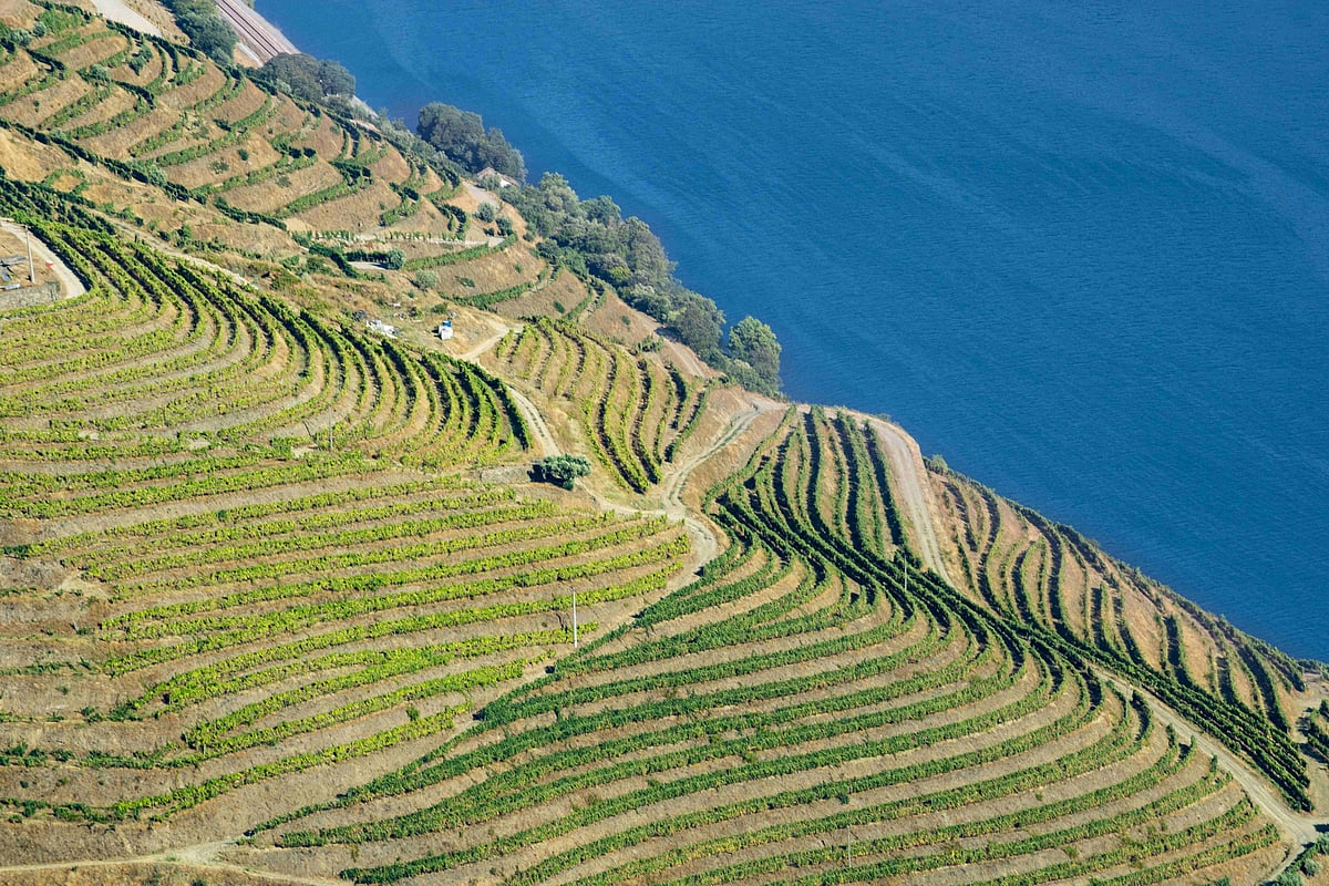 Vineyards of the Douro Valley