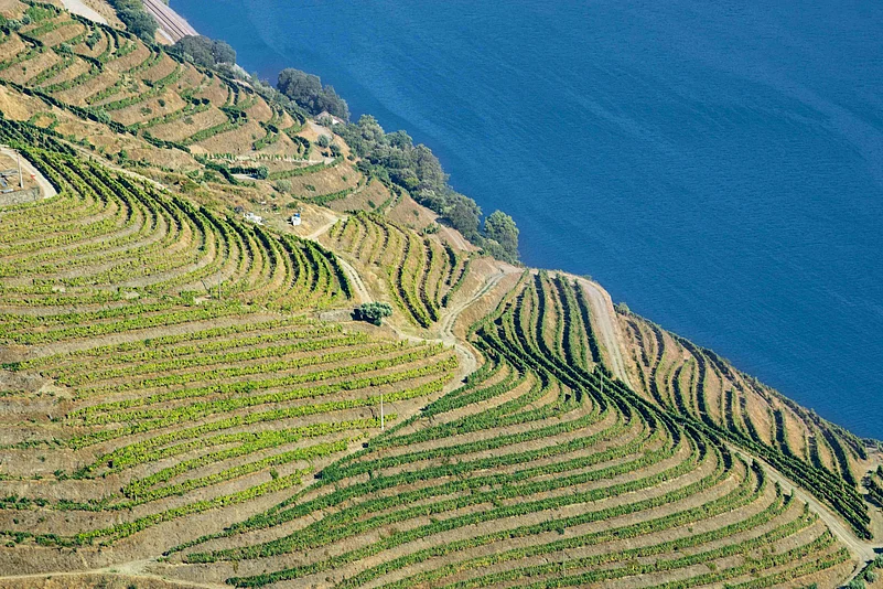 Vineyards of the Douro Valley