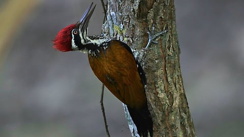 Greater Flameback