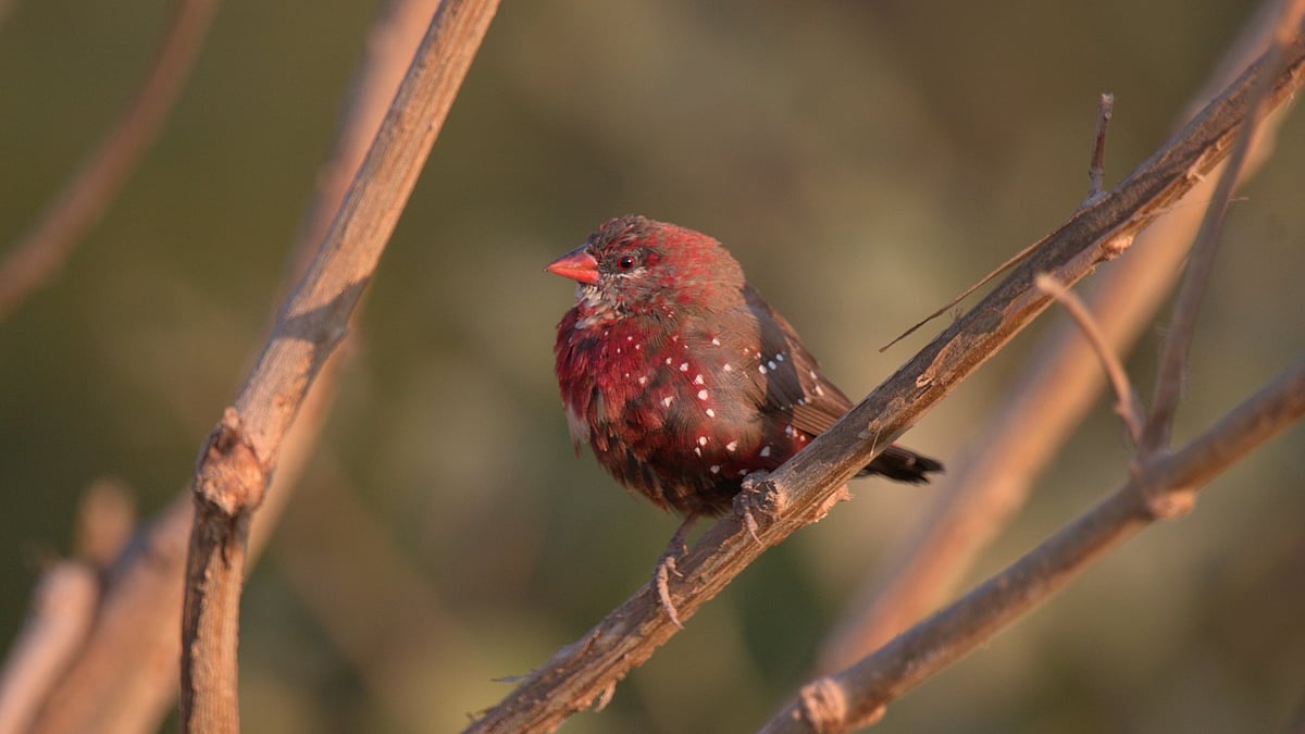 Red Avadavat