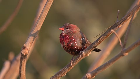 Red Avadavat