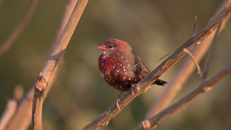 Red Avadavat