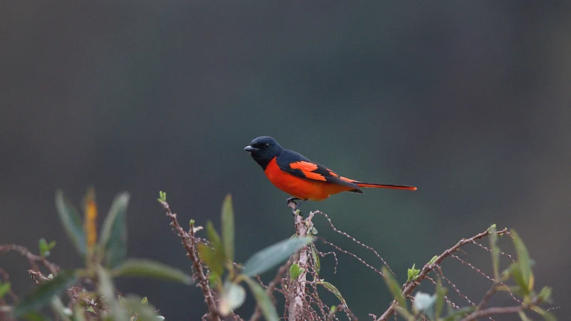 Scarlet Minivet