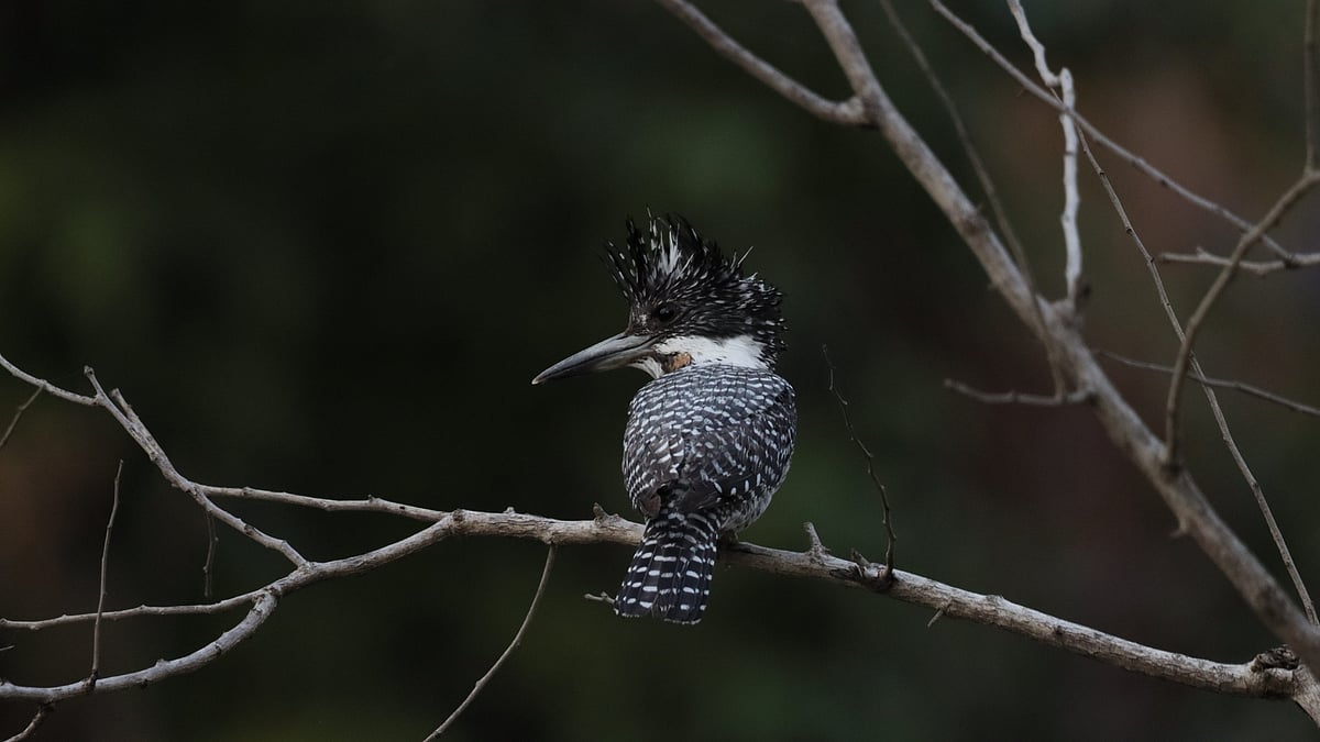 Crested Kingfisher