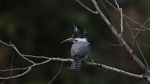 Crested Kingfisher