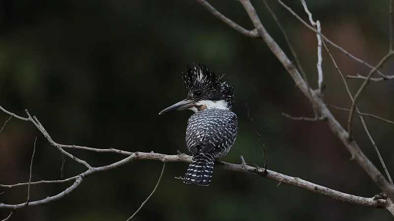 Crested Kingfisher