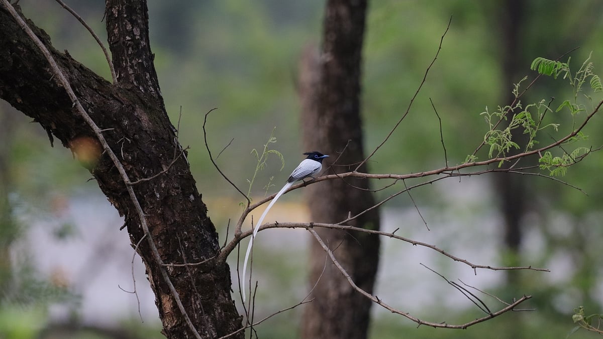 Indian Paradise Flycatcher
